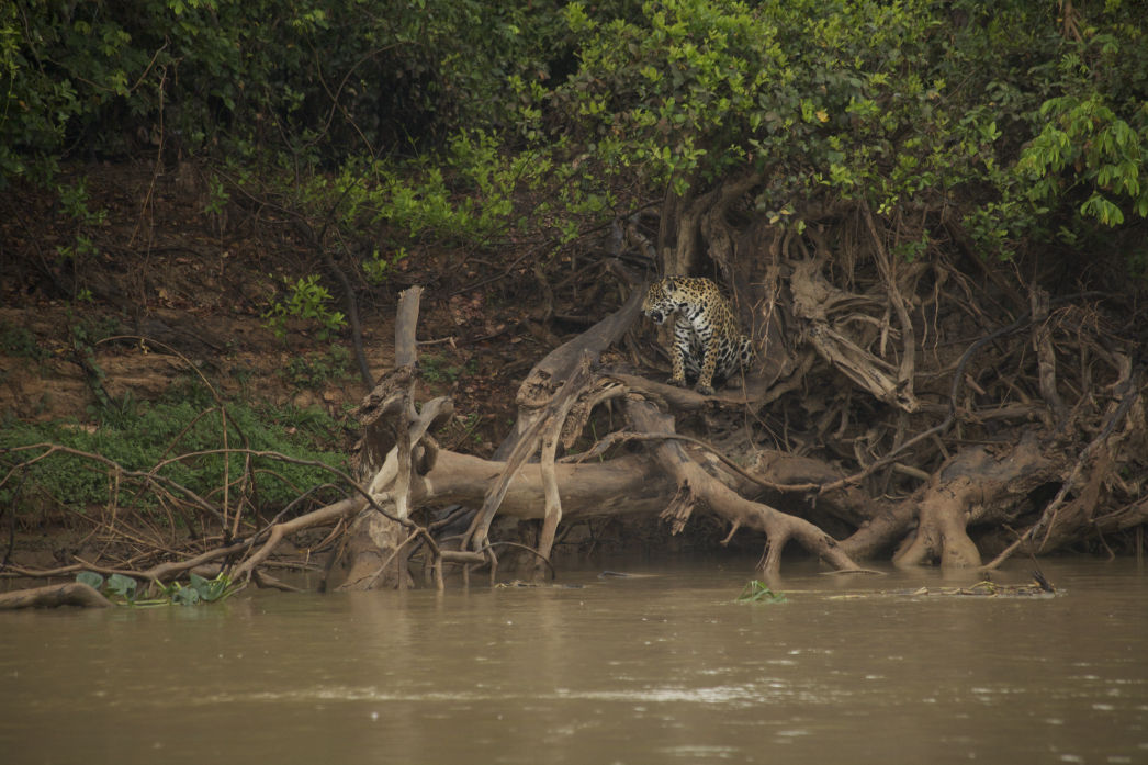 Secret Pantanal. Lygia Barbosa. Documentary Filmmaker