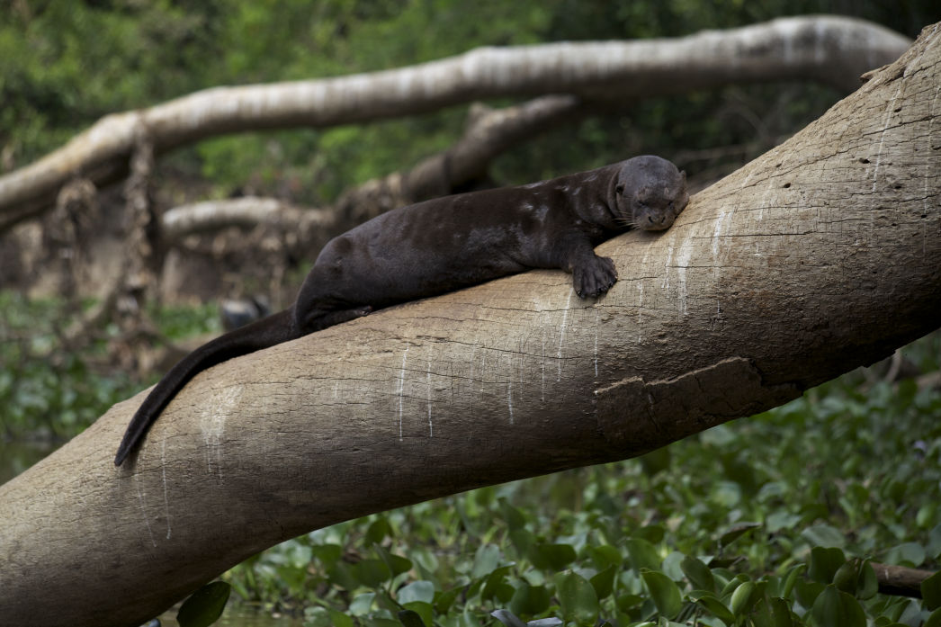 Secret Pantanal. Lygia Barbosa. Documentary Filmmaker