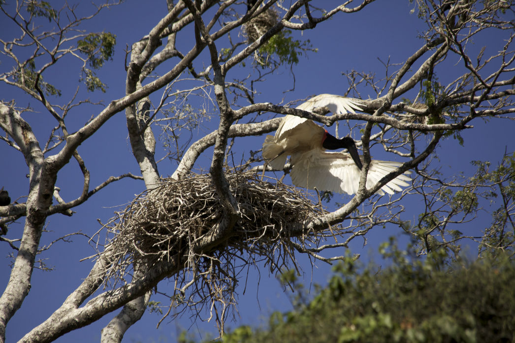 Secret Pantanal. Lygia Barbosa. Documentary Filmaker