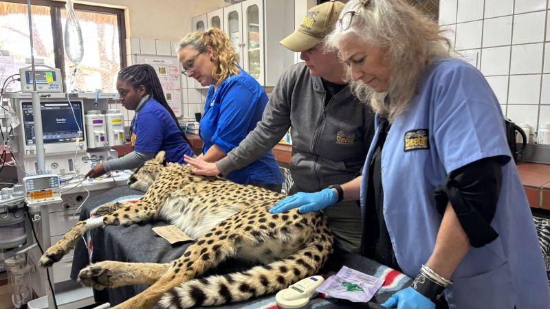 Laurie Marker: A Future of Coexistence