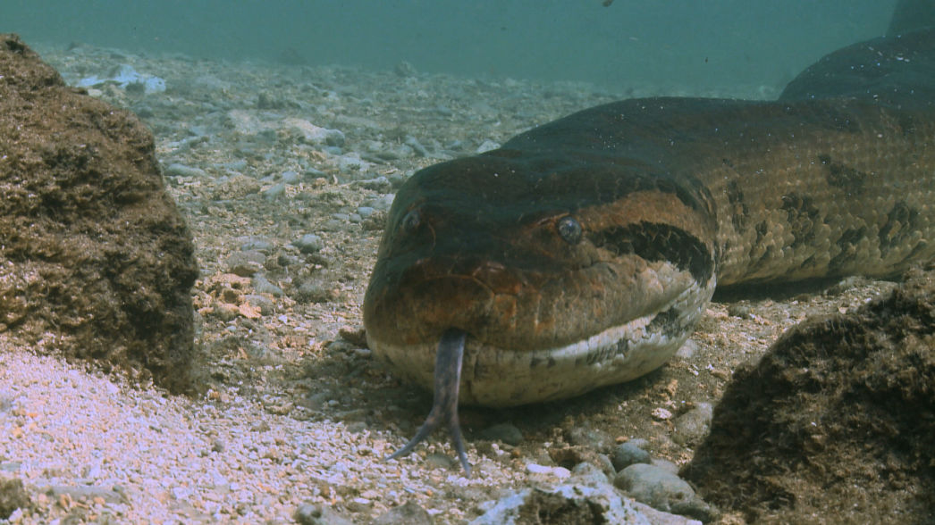 Secret Pantanal. Lygia Barbosa. Documentary Filmmaker